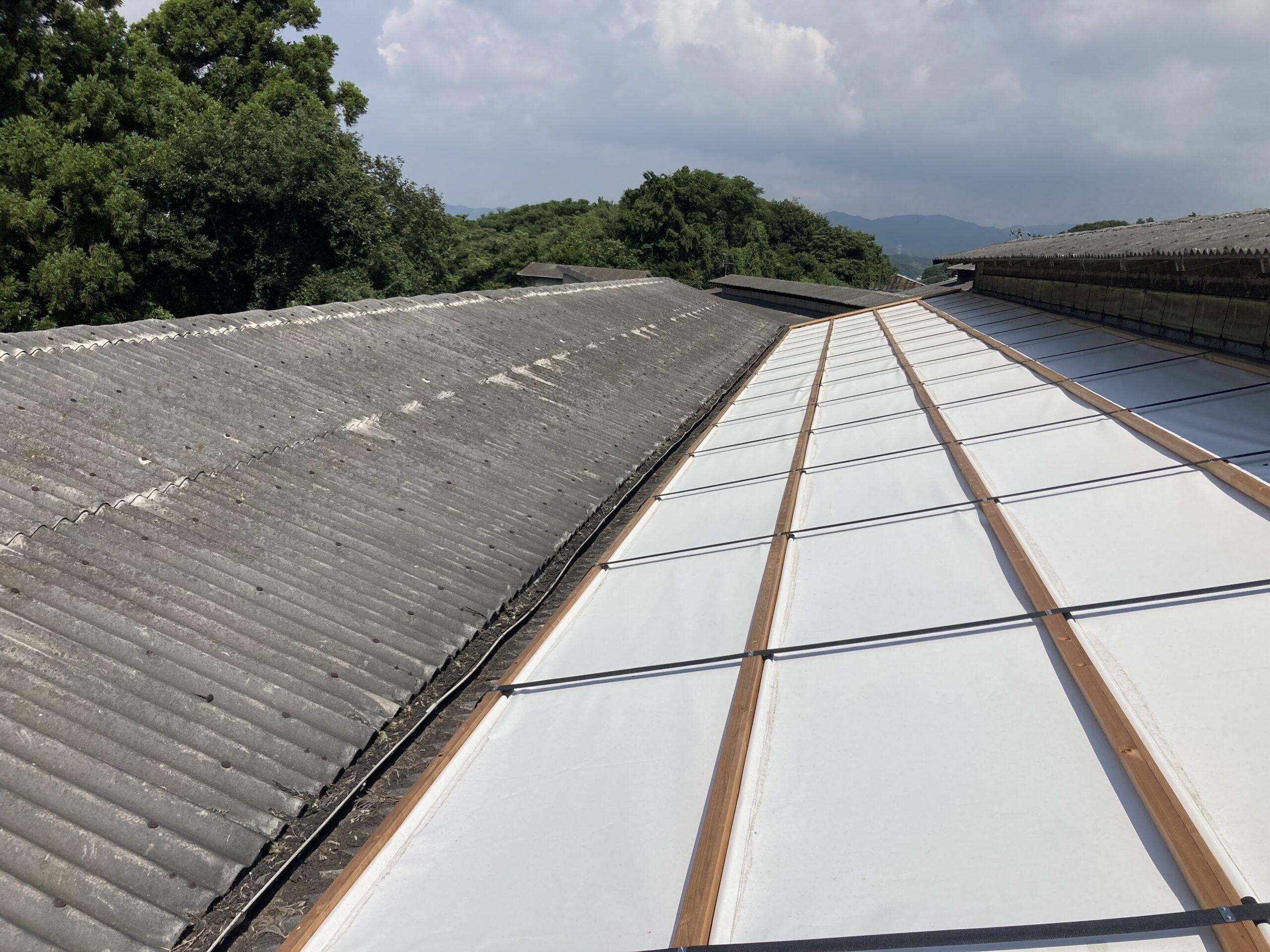 Reducing pig shipment age by 25 days